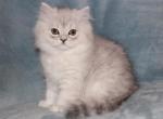 Chinchilla Silver Male Persian Kitten LONDON - Persian Kitten For Sale - Stanton&comma; MO&comma; US