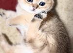 scottish straight - Scottish Straight Kitten For Sale - Brooklyn&comma; NY&comma; US