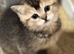scottish straight - Scottish Straight Kitten For Sale - Brooklyn&comma; NY&comma; US