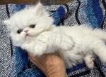 Exotic LH exotics - Exotic Kitten For Sale - Altamonte Springs&comma; FL&comma; US