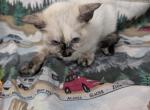 Siamese Polydactyl Female - Siamese Kitten For Sale - West Lafayette&comma; OH&comma; US