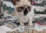 Male Siamese Kittens - Siamese Kitten For Sale - West Lafayette&comma; OH&comma; US