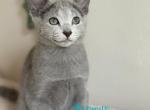 Nadia - Russian Blue Kitten For Sale - Hollywood&comma; FL&comma; US