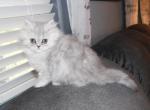 Female Shaded Silver Persian Kitten Ophelia - Persian Kitten For Sale - Stanton&comma; MO&comma; US