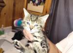 No names yet - Domestic Kitten For Adoption - St James City&comma; FL&comma; US
