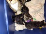 Beautiful calico babies - Domestic Kitten For Adoption - St James City&comma; FL&comma; US