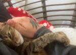 Friday - Domestic Cat For Adoption - Chesapeake&comma; VA&comma; US