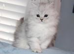 Chinchilla silver Female Persian Kitten Pearl - Persian Kitten For Sale - Stanton&comma; MO&comma; US