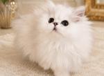 Purrfect boy - Persian Kitten For Sale - 