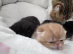 Banshee baby boys - Exotic Kitten For Sale - Fair Oaks&comma; CA&comma; US