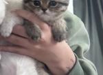 Pinky - Scottish Straight Kitten For Sale - 