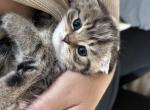 Jasmine - Scottish Fold Kitten For Sale - 