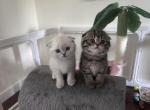 Rosey - Scottish Fold Kitten For Sale - 