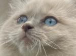 Ragdoll kitten - Ragdoll Kitten For Sale - Beaver Falls&comma; PA&comma; US