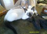 Kitten 1 - Siamese Kitten For Sale - Houston&comma; TX&comma; US
