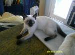 Kitten 2 - Siamese Kitten For Sale - Houston&comma; TX&comma; US
