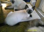 Kitten 3 - Siamese Kitten For Sale - Houston&comma; TX&comma; US