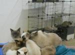 DOWNSIZING Cattery - Siamese Kitten For Sale/Service - 