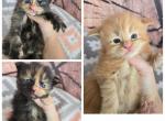 New mainecoon liter all females left - Maine Coon Kitten For Sale - 
