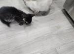 Snow - Bengal Kitten For Sale - Sherman&comma; TX&comma; US