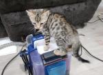Sliver - Bengal Kitten For Sale - Sherman&comma; TX&comma; US