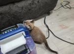 Charcoal mink - Bengal Kitten For Sale - Sherman&comma; TX&comma; US