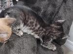 Charcoal - Bengal Kitten For Sale - Sherman&comma; TX&comma; US
