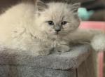 Blue Sepia Point - Ragdoll Kitten For Sale - Beaver Falls&comma; PA&comma; US