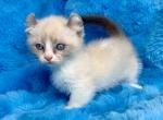 Sparkles - Munchkin Kitten For Sale - 