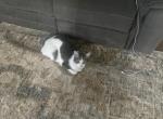 Absi - Domestic Cat For Adoption - Arlington&comma; TX&comma; US