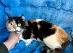 Hope - Munchkin Cat For Sale - Dresden&comma; OH&comma; US