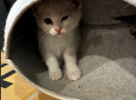 walnut - Maine Coon Kitten For Adoption - Orange&comma; CA&comma; US