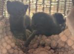 New Babies - Russian Blue Kitten For Adoption - Oxford&comma; CT&comma; US
