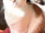 Oscar - British Shorthair Kitten For Sale - 