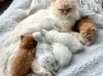Spring kittens - Persian Kitten For Sale - Rochester&comma; NY&comma; US