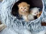Spring kittens - Persian Kitten For Sale - Rochester&comma; NY&comma; US