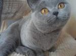 Nella - British Shorthair Cat For Sale - Vacaville&comma; CA&comma; US
