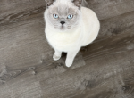 Argo - British Shorthair Kitten For Sale - Hoboken&comma; NJ&comma; US