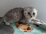 Charlie - Scottish Fold Kitten For Sale - Levittown&comma; PA&comma; US
