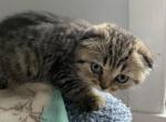 Toby - Scottish Fold Kitten For Sale - Levittown&comma; PA&comma; US