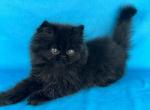 Shaggy - Persian Kitten For Sale - Willis&comma; TX&comma; US
