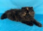 Daphne - Persian Kitten For Sale - Willis&comma; TX&comma; US