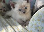 Lynx & Flame point litter - Siamese Kitten For Sale - West Deptford&comma; NJ&comma; US