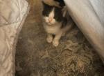Prince - Domestic Kitten For Adoption - Saint Paul&comma; MN&comma; US