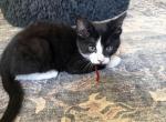 Junior - Domestic Kitten For Adoption - Saint Paul&comma; MN&comma; US