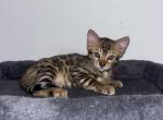 Neo - Bengal Kitten For Sale - Ronkonkoma&comma; NY&comma; US