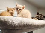 Siegfried - Exotic Kitten For Sale - Fair Oaks&comma; CA&comma; US