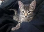 Toygar tabby mix - Toyger Kitten For Sale - Portland&comma; OR&comma; US