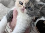 Dolly - Exotic Kitten For Sale - 