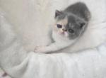 Dolly - Exotic Kitten For Sale - Fair Oaks&comma; CA&comma; US